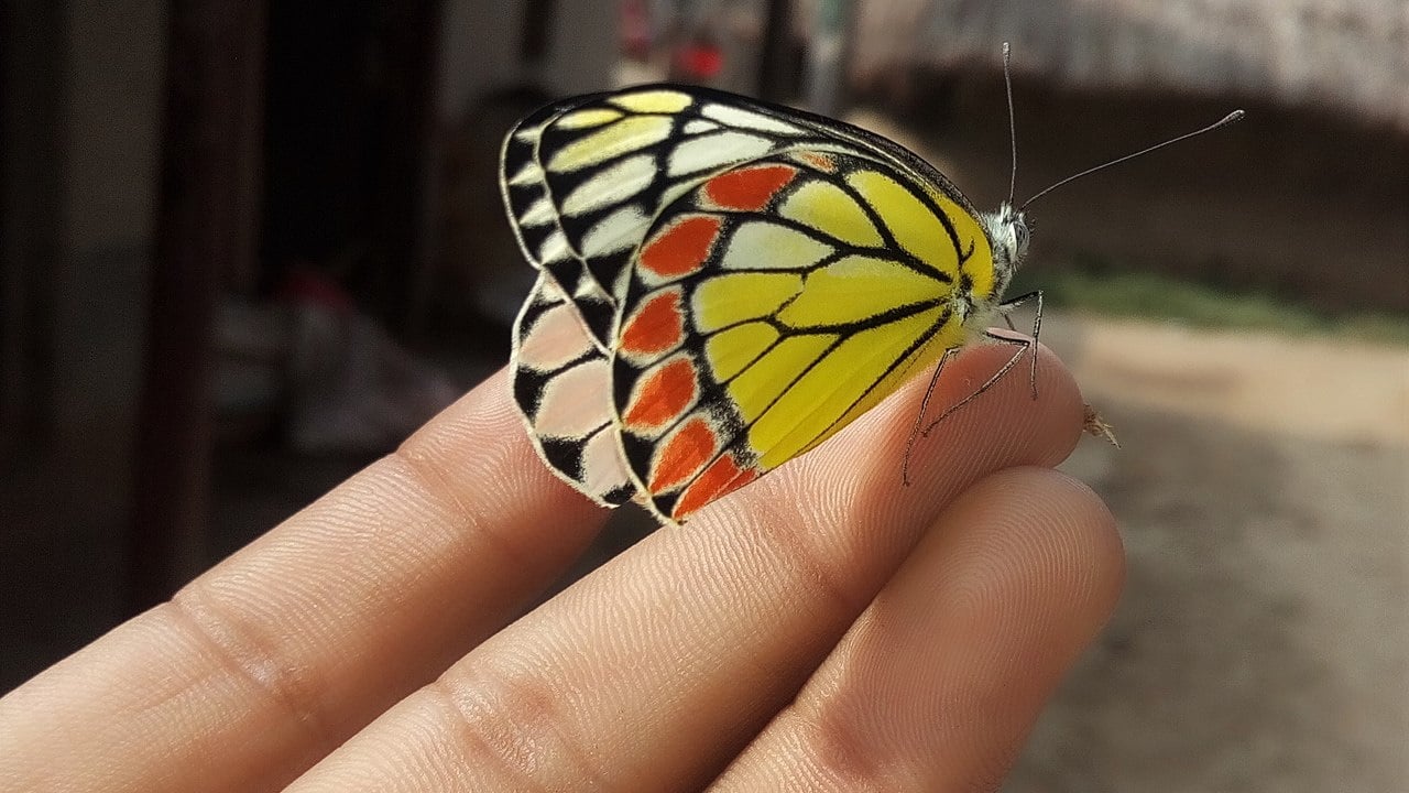 app impacto ambiental