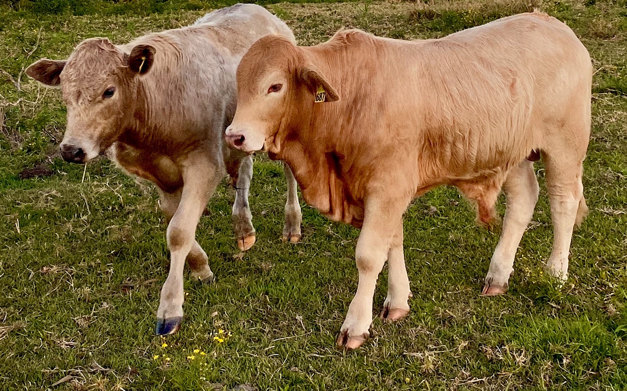 Dois bezerros. Voat será fechado no dia 25/12.