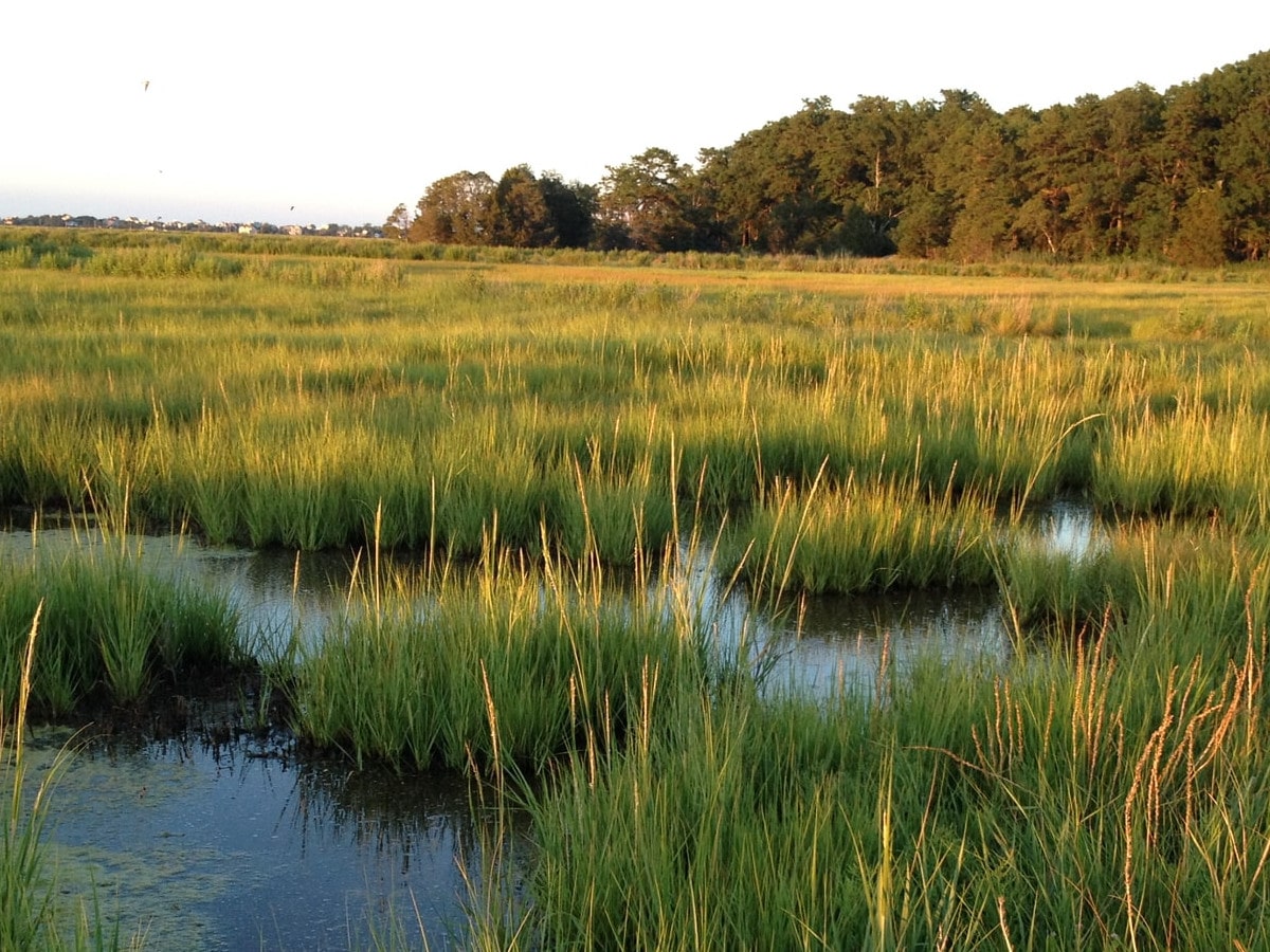 Neil Gaiman app salva mulher presa em ilha deserta