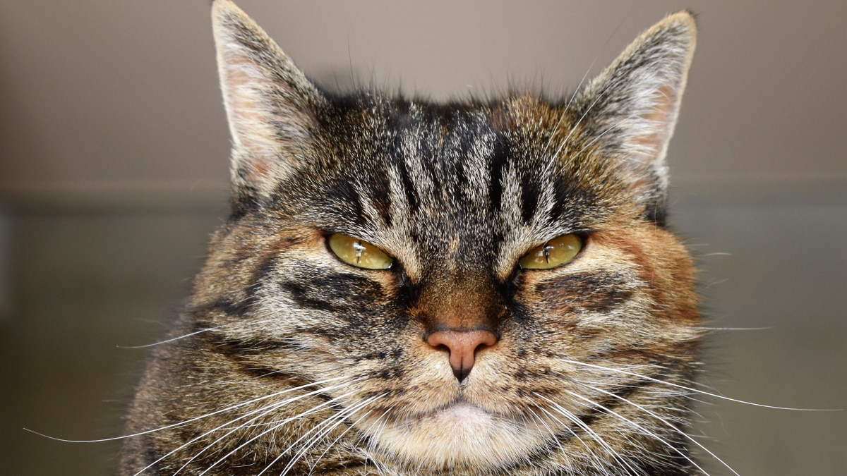 Advogado sofreu com filtro do Zoom e participou de audiência nos Estados Unidos com rosto de gato