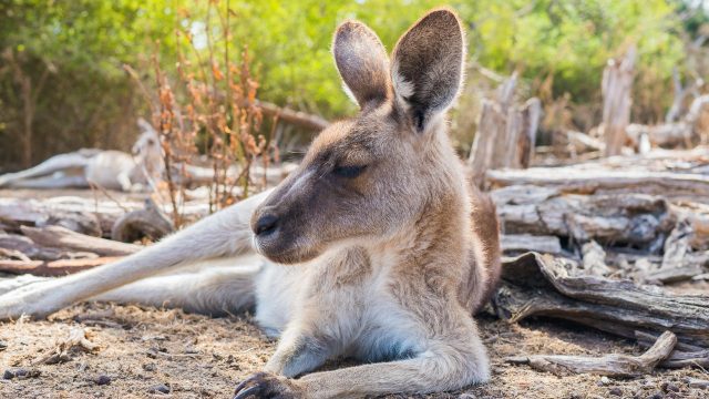 Canguru da Australia