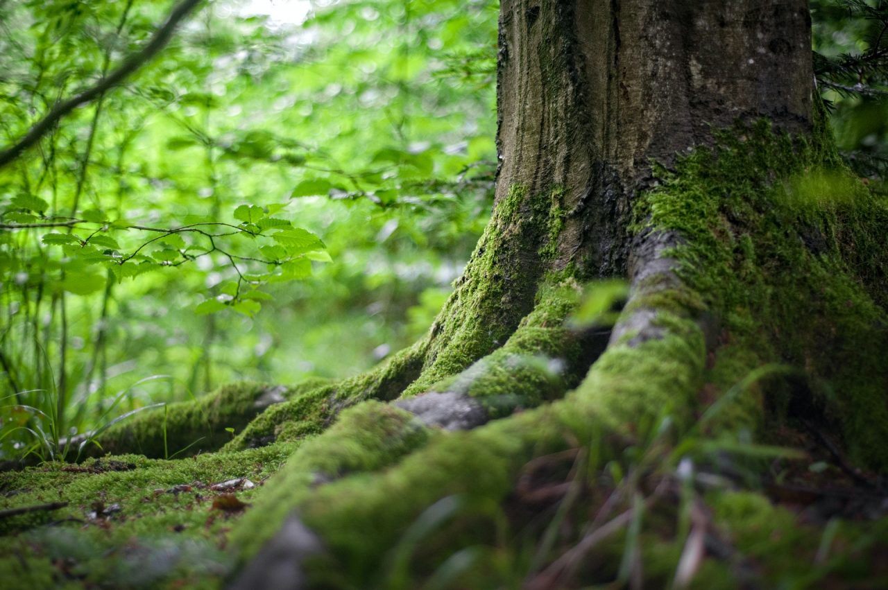 Imagem das raízes de uma árvore em uma floresta