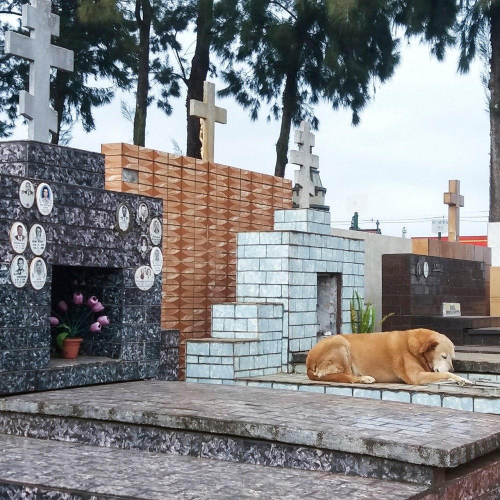 Imagem mostra cão em cima de um túmulo no cemitério