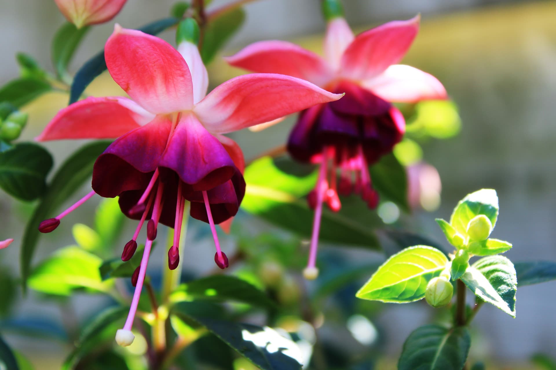 plantas fuchsia, que serviram de inspiração para o nome do Fuchsia OS, do Google