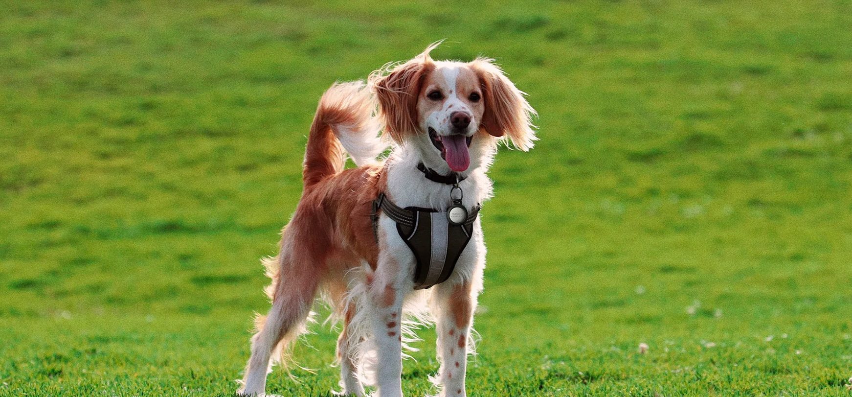 Nomad lança coleira de cachorro para AirTag