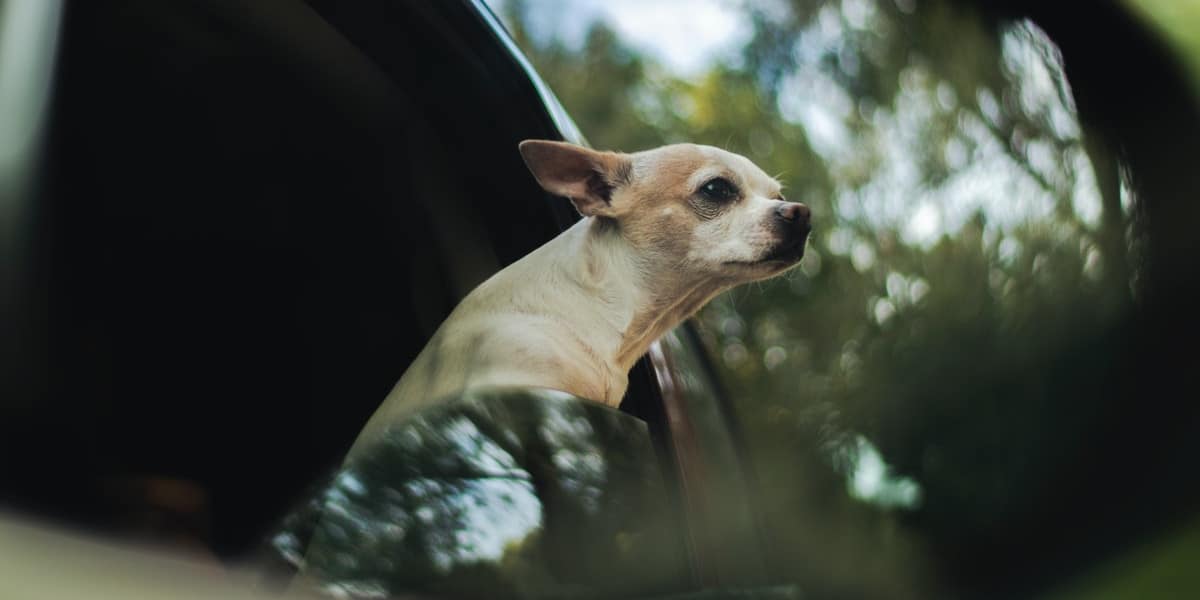 Uber Pets animais de estimação